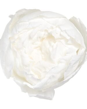 Peony - Konserverade blommor PEO2000 01 peonia