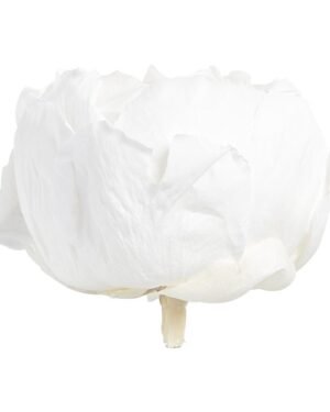 Peony - Konserverade blommor PEO2000 02 peonia