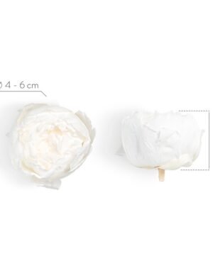 Peony - Konserverade blommor PEO2000 04 peonia