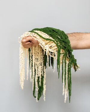konserverade Amaranthus-11