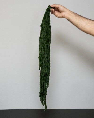 Amaranthus