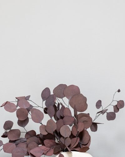 Alternative view of Eucalyptus Populus - Konserverade Växter