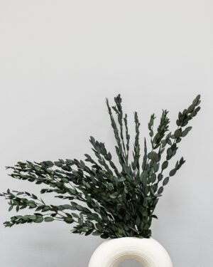 Alternative view of Eucalyptus Parvifolia - Konserverade Växter