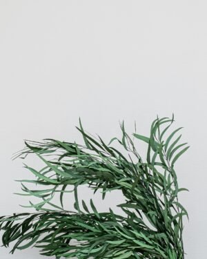 Eucalyptus Nicoli - Konserverade Växter konserverade Eucalyptus 20