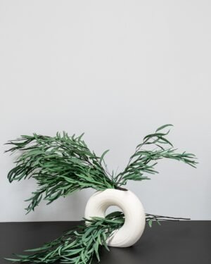 Eucalyptus Nicoli - Konserverade Växter konserverade Eucalyptus 22