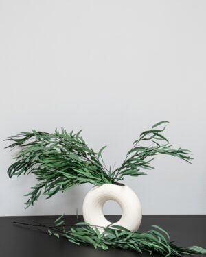 Eucalyptus Nicoli - Konserverade Växter konserverade Eucalyptus 23