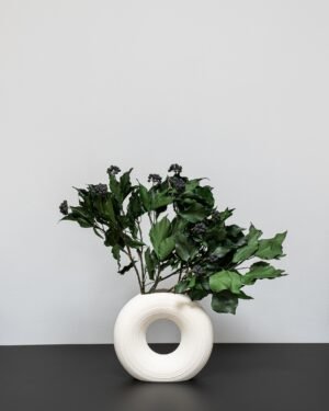 Murreva Ivy - Konserverade Växter 12 Murreva Ivy - Konserverade Växter konserverade Eucalyptus 24