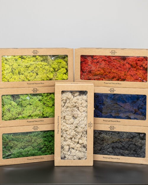 Alternative view of Reindeer mossa – Konserverade mossa