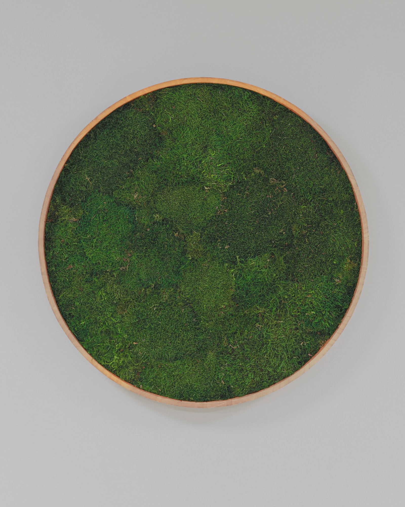 Rund mosstavla med äkta plattmossa - Växtvägg 2 Rund mosstavla med äkta plattmossa - Växtvägg - Bild 2