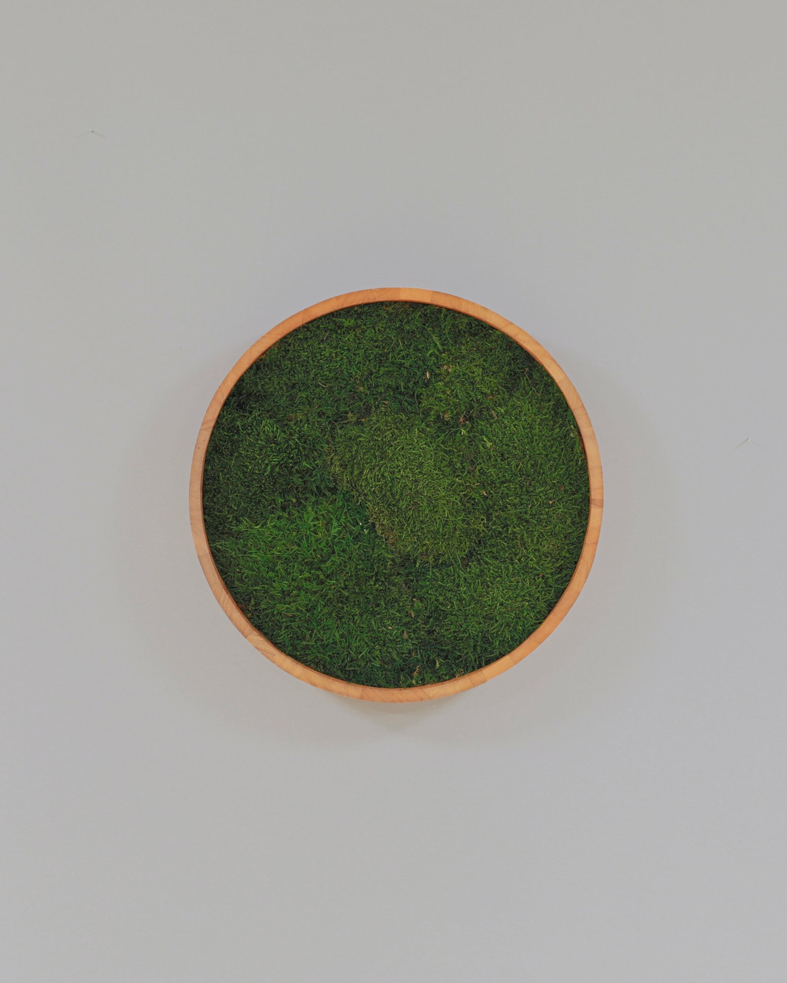 Rund mosstavla med äkta plattmossa - Växtvägg 3 Rund mosstavla med äkta plattmossa