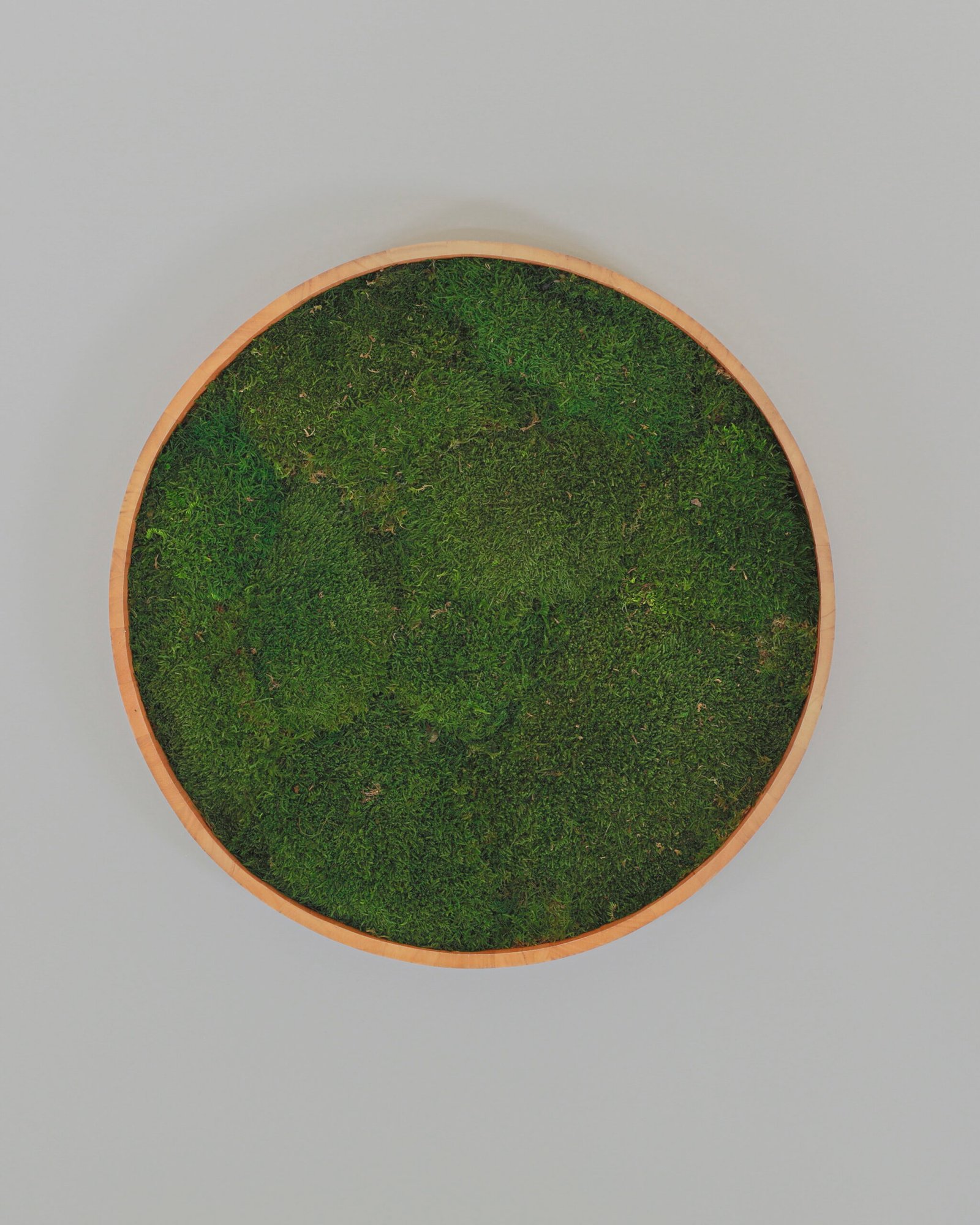 Rund mosstavla med äkta plattmossa - Växtvägg 4 Rund mosstavla med äkta plattmossa
