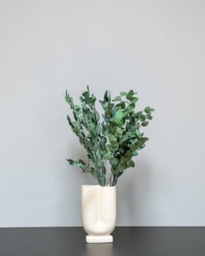 Eucalyptus Stuartiana - Konserverade Växter 14 Eucalyptus Stuartiana - Konserverade Växter Eucalyptus 1