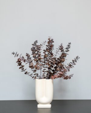 Eucalyptus Baby Blue 14 Eucalyptus Baby Blue Eucalyptus 10