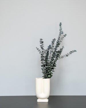 Eucalyptus Baby Blue 11 Eucalyptus Baby Blue Eucalyptus 12