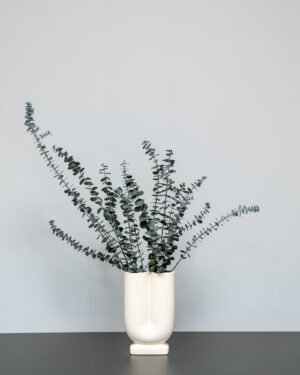 Eucalyptus Baby Blue 12 Eucalyptus Baby Blue Eucalyptus 13