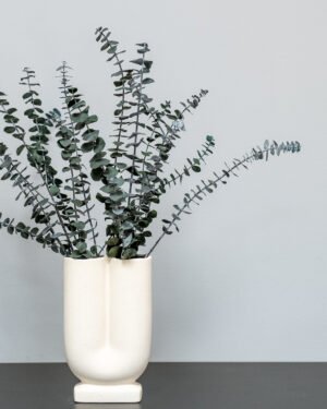 Eucalyptus Baby Blue 10 Eucalyptus Baby Blue Eucalyptus 14