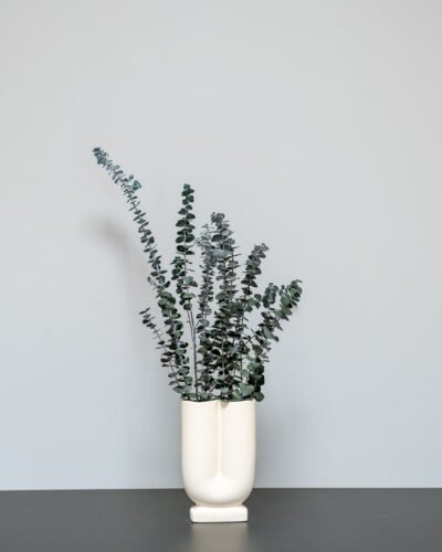 Eucalyptus baby blue