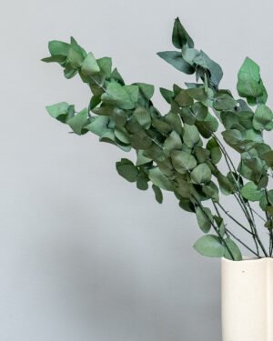 Eucalyptus Stuartiana - Konserverade Växter 13 Eucalyptus Stuartiana - Konserverade Växter Eucalyptus 2