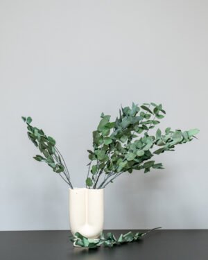 Eucalyptus Stuartiana - Konserverade Växter 15 Eucalyptus Stuartiana - Konserverade Växter Eucalyptus 3