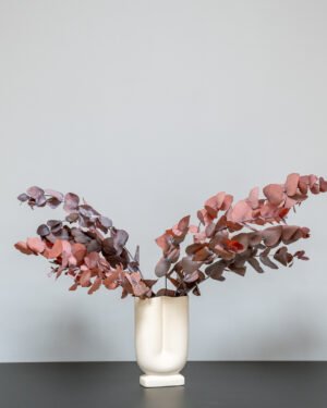 Eucalyptus Cinerea – Konserverade Växter Eucalyptus 5