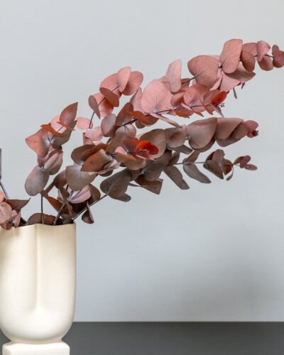 Alternative view of Eucalyptus Cinerea – Konserverade Växter