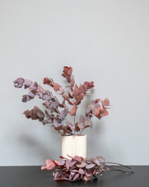 Eucalyptus Cinerea röd