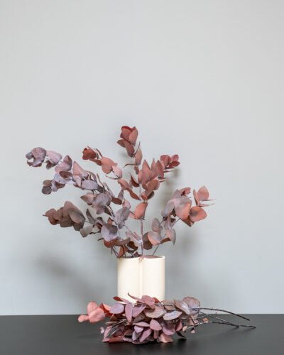 Eucalyptus Cinerea röd