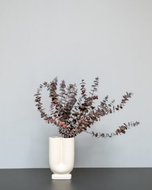 Eucalyptus Baby Blue 15 Eucalyptus Baby Blue Eucalyptus 8