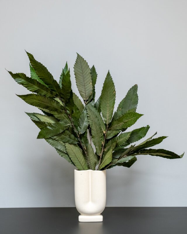 Introduktion till konserverade blommor och växter Kastanjeslaktet Chestnut 1