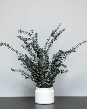 Underhållsfria krukväxter Eucalyptus
