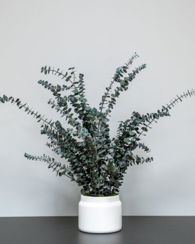 Underhållsfria krukväxter Eucalyptus
