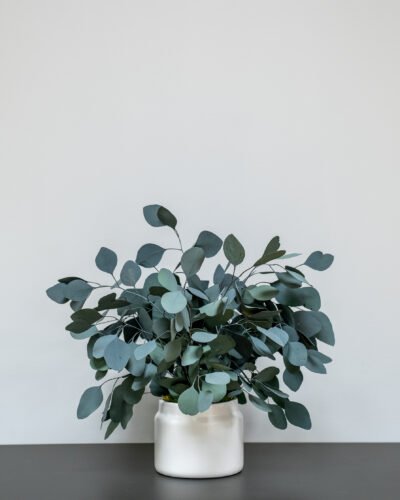 Krukväxter Eucalyptus Populus