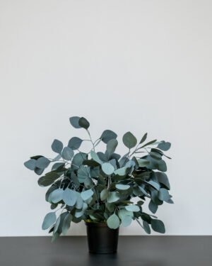Krukväxter Eucalyptus Populus konserverad krukvaxt 12