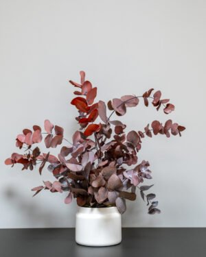 Krukväxter Eucalyptus Cinerea konserverad krukvaxt 17