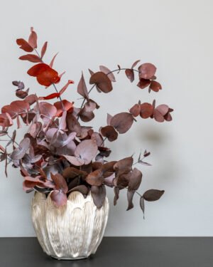 Krukväxter Eucalyptus Cinerea konserverad krukvaxt 19