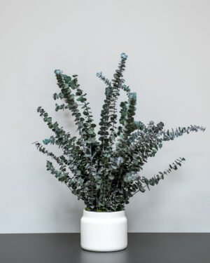 Underhållsfria krukväxter Eucalyptus baby blue konserverad krukvaxt 2