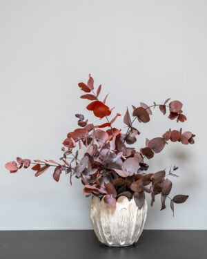 Krukväxter Eucalyptus Cinerea konserverad krukvaxt 20