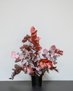 Krukväxter Eucalyptus Cinerea konserverad krukvaxt 21