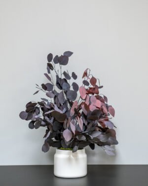 Krukväxter Eucalyptus Populus konserverad krukvaxt 23