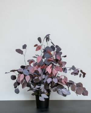 Krukväxter Eucalyptus Populus konserverad krukvaxt 25