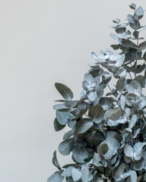 Krukväxter Eucalyptus Cinerea konserverad krukvaxt 26