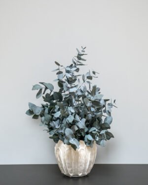Alternative view of Krukväxter Eucalyptus Cinerea