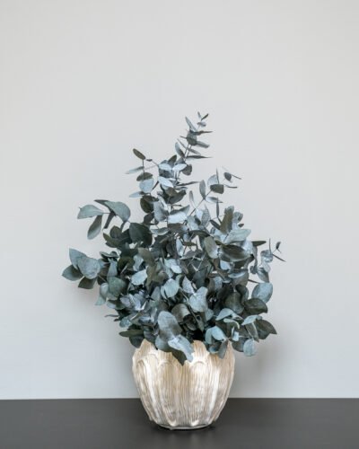 Alternative view of Krukväxter Eucalyptus Cinerea