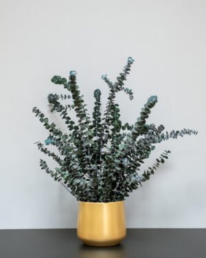 Alternative view of Underhållsfria krukväxter Eucalyptus baby blue
