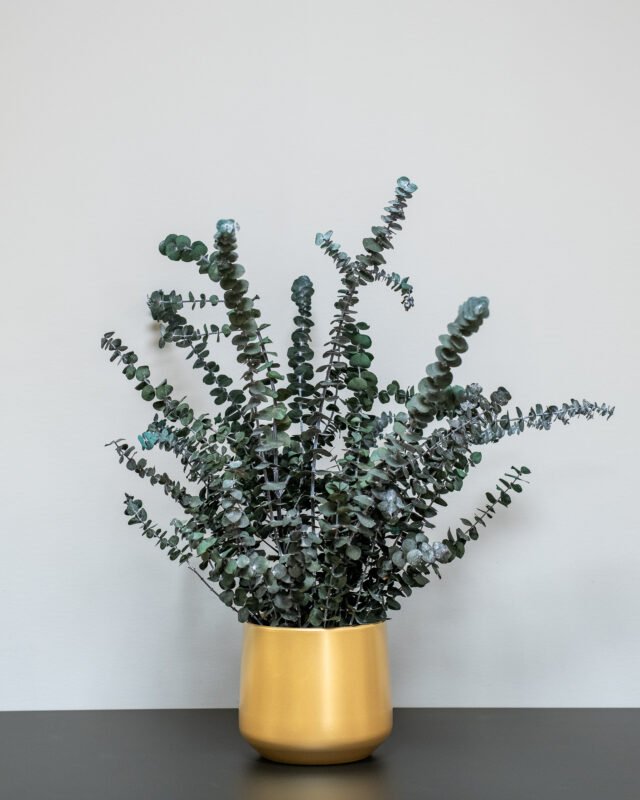 Introduktion till konserverade blommor och växter konserverad krukvaxt 3