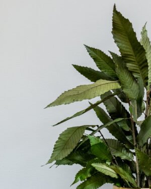 Alternative view of Krukväxt konserverade kastanjer (Chestnut)