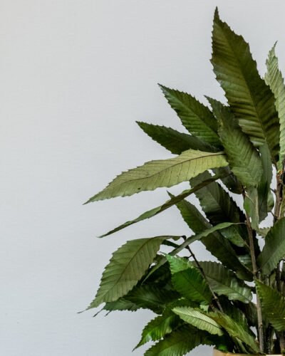 Alternative view of Krukväxt konserverade kastanjer (Chestnut)