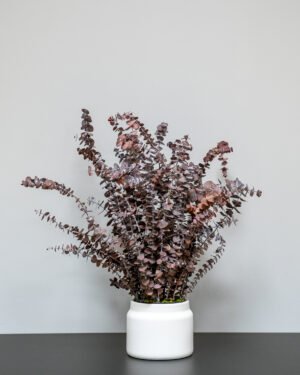 Underhållsfria krukväxter Eucalyptus