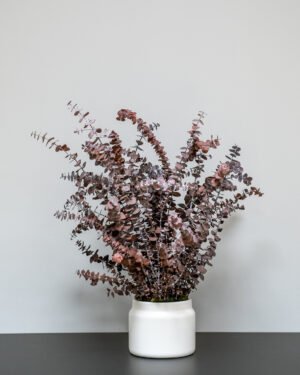 Underhållsfria krukväxter Eucalyptus baby blue konserverad krukvaxt 36