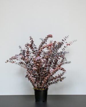 Underhållsfria krukväxter Eucalyptus baby blue konserverad krukvaxt 38
